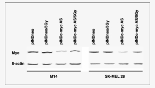 Levels Of Myc Protein In Both M14 And Sk Mel28 Pindneo, - Parallel #6482554