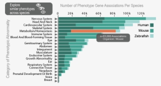 Explore Phenotypes - Brain Development Across Species #6484544