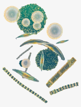 Phytoplankton #6484822 Phytoplankton #6484822