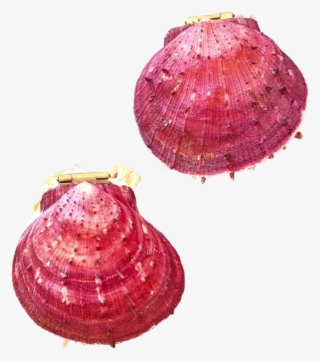 Picture Of { Seashell Jewelry Box] - Shell Jewelry #6485203