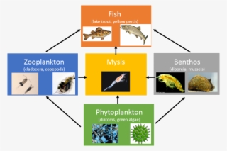 Great Lakes Lower Food Web #6486152