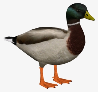 Mallard M #6486855