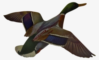 Vintage Duck Advertising Sign - Mallard #6486992