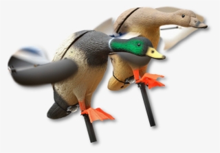 Image Of The Lucky Duck Mallard - Lucky Duck Lucky Junior Duck Combo - 2 Pack #6487038