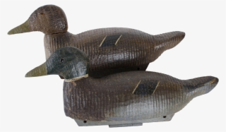 Mallard Drawing Vintage Duck Clip Transparent Download - Mallard #6487091