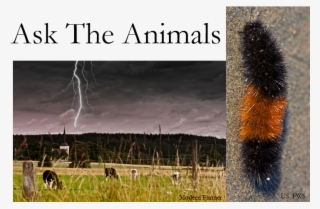 Effects Of The Rain, And When It Will Rain Next, We - Wellman Center For Photomedicine #6487591