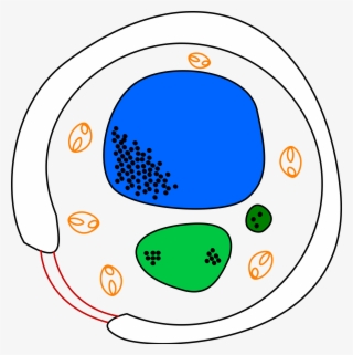 Open - Yeast Cell Diagram #6491812