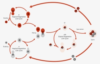 What Is Yeast Yeast Life Cycle - Yeast Reproduction Cycle #6492245