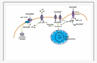 Schematic Representation Of The Yeast Plasma Membrane - Monocarboxylate Transporter & Acss #6493500