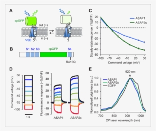In Asap Type Sensors, Voltage Induced Movement Of A #6498878