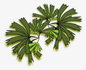 Clipart Resolution 2400*2239 - Rhapis Excelsa Top View #652656