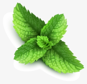 Pepermint Png - Mint Png #653011