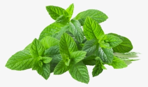 Transparent Images Pluspng Spearmintpng #653036