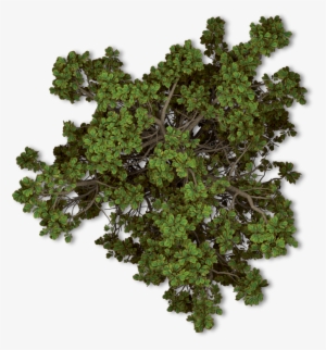 Free Tree Plan Png - Arboles En Planta Png #653100