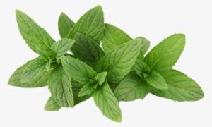 Mint Transparent Png - Antifungal Tea Tree Oil Foot Soak With Epsom Salts #653122