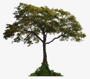 Tree Png Photo Pic Png Images - Tree Png Stock #653162