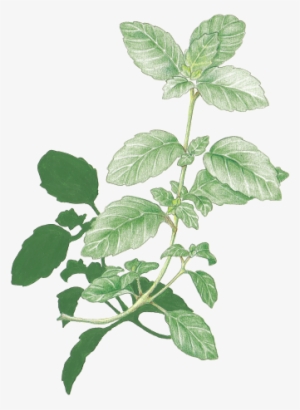 Mint - Herb Transparent #653186