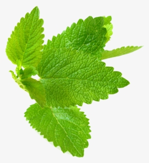 Mint Png File - Lemon Balm Png #653203
