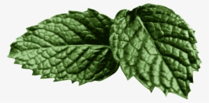 How To Set Use Mint Leaves Clipart #653370