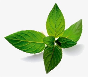Pepermint Png - Mentha Piperita Oil #653474 Pepermint Png - Mentha Piperita Oil #653474