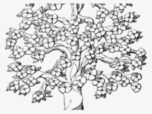 Flower Blossom Tree Drawing #653615