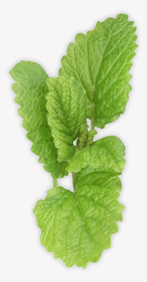 Spearmint Transparent Background #653639