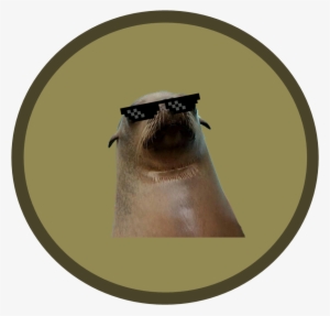 Splendid Sea Lions Logo - Body Shop Cocoa Body Butter 200 Ml #653644