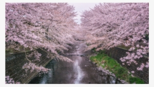 Score 50% - Cherry Blossom Mac Background #653715