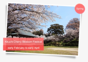 Kikuchi Cherry Blossom Festival（early February To Early - Kikuchi #654077