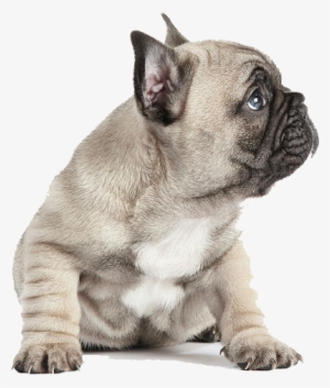 Graphic Transparent Puppies Transparent French Bulldog - Poster: Wallis' Pedigree French Bulldog Puppy Listening #654535