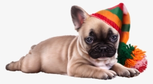 8125234eneqj3f0 - Dog #654536