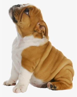 Puppy Png #654555
