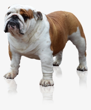 English Bulldog Png - Bulldog #654666