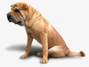 Bulldog Png - Mixed Animals #654738 Bulldog Png - Mixed Animals #654738