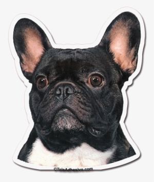 Bulldog Transparent Images - French Bulldog Dog Portrait Counted Cross Stitch Pattern #654759