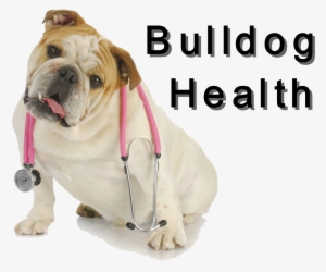 Bulldog Club Of America National Specialty Show Full - Veterinary Care - English Bulldog Wi Round Coaster #654997