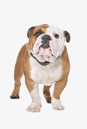 Tvg Tom Jenkins English Bulldog - Bulldoggen-tasse - Mit Zwei Bildern Und Einem Kaffeetasse #655141