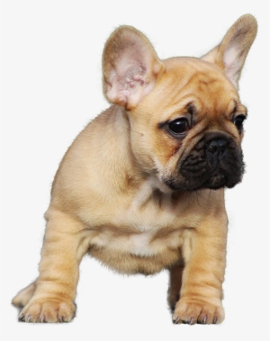 La Bombonetti French Bulldog Kennel - French Bulldog #655341
