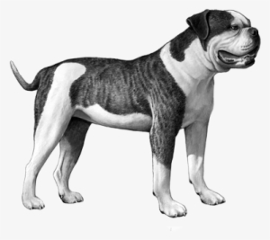 American Bulldog - B&w - American Bulldog Dog Counted Cross Stitch Pattern #655414