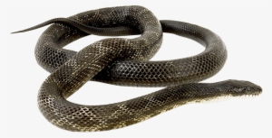 Free Png Snake Png Images Transparent - Snake Png Transparent #655462
