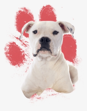 Real Dog Paw Print #655492