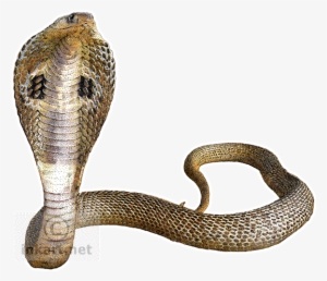 Featured image of post King Cobra Images Free Download