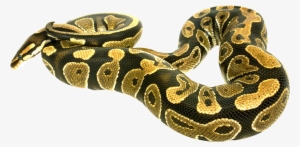 Snake.png #655682