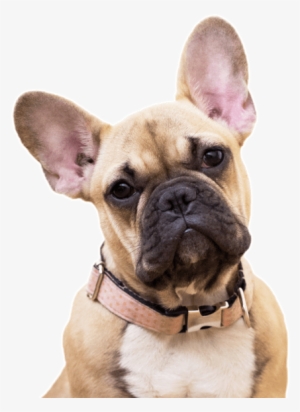 French Bulldog - Fawn French Bull Dog #655791