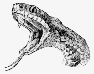 Viper Snake - Dibujos De Serpientes A Lapiz #655818