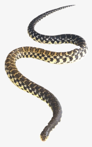 Snake Png - Eastern Hognose Snake Png #655867