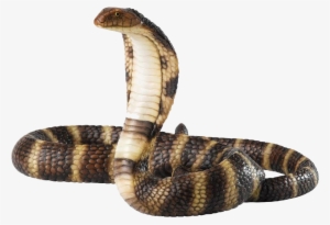 Share This Image - Snake Png #655950