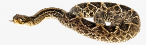 1000 X 439 - Snake Png #656014