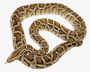 Snake Transparent Background #656190