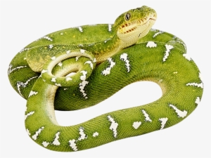 Green Snake Png Image - Snakes In The Henhouse #656212